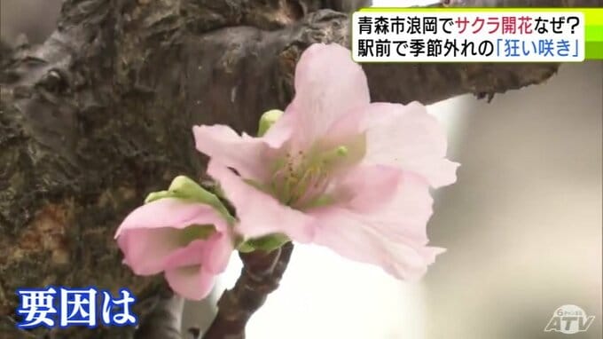 季節外れのサクラ 駅前で”さわやかな春”告げる　青森市「浪岡駅前」でオオヤマザクラが“狂い咲き”　その要因とは？　「この時期には珍しい」駅に隣接する施設スタッフも驚き隠せず|TBS NEWS DIG