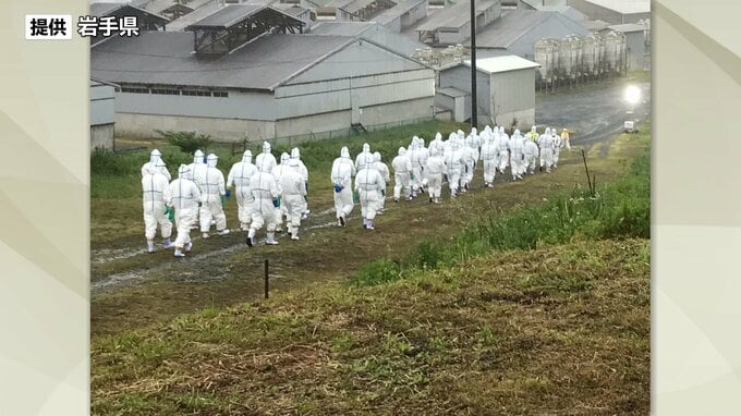 洋野町で豚熱確認　1万7500頭殺処分について作業終了見通せず　岩手|TBS NEWS DIG
