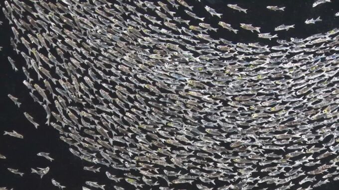 魚の「うろこ」１枚１枚を使い…1040匹「イワシの群れ」表現　「うろこアート」とは？　|　BSSニュース | BSS山陰放送