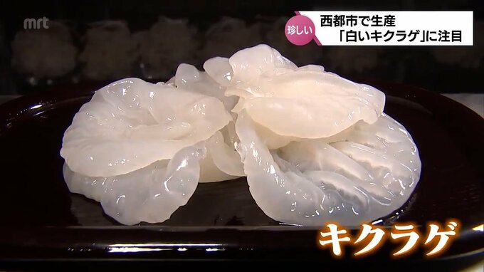 見た目も珍しい希少な「白いキクラゲ」　新食材の魅力に注目　|　MRTニュース ｜ ＭＲＴ宮崎放送