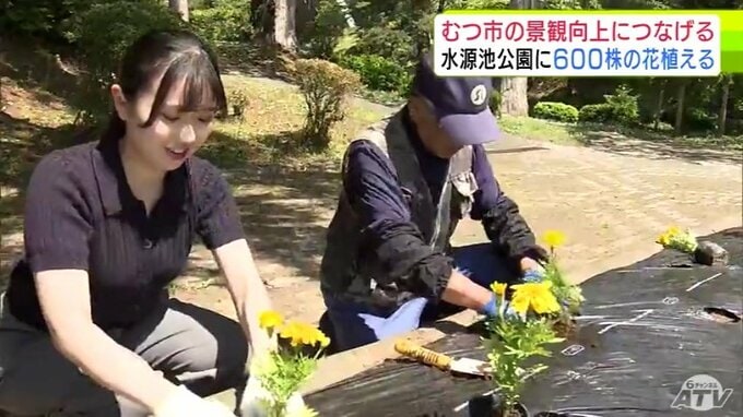 公園の景観向上へ　青森県むつ市の「水源池公園」にマリーゴールドやベゴニアなど合わせて600株の色とりどりの花が植えられる　花は7月にかけて見頃に　|　青森のニュース│ATV NEWS│青森テレビ