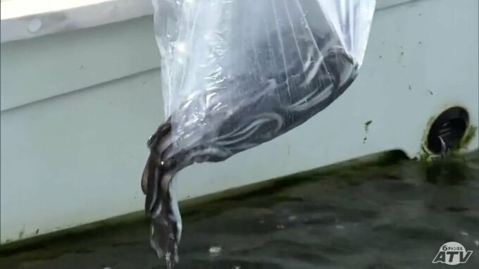 1600尾のウナギの幼魚放流　レッドリスト指定の「ニホンウナギ」　青森県東北町の小川原湖はかつて漁獲量90トンの“北限の漁場”　近年は1トンほどに…　資源保護と漁獲量回復に向けて　|　青森のニュース│ATV NEWS│青森テレビ