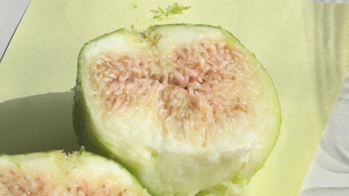 暑さで生育早く 甘さもUP　糖度が約20度のあま～い『小粒イチジク』　熟しても緑色で皮ごと食べられるよ！|TBS NEWS DIG
