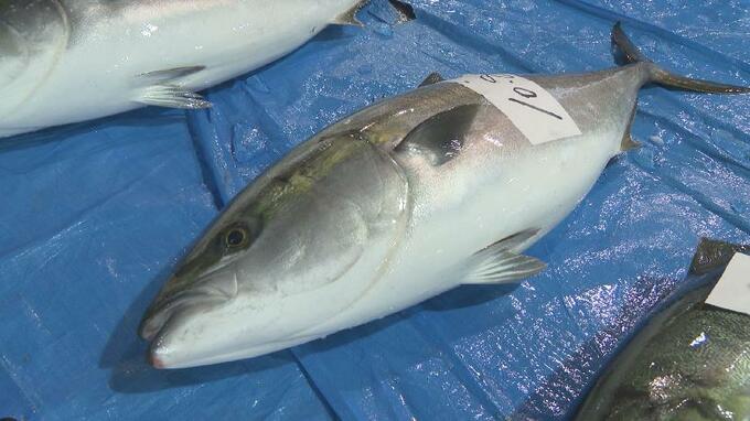 “ひみ寒ぶり” 10年ぶりに累計5万本越えの豊漁　氷見市観光協会が発表　富山・氷見市　|　富山のニュース｜天気・防災｜チューリップテレビ