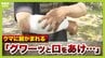【速報】「クマのスピードが恐ろしいと実感した」京都市右京区の山中で猟友会の40代男性がツキノワグマに右腕を噛まれ７針縫う大ケガ 京都府が注意呼びかけ|TBS NEWS DIG
