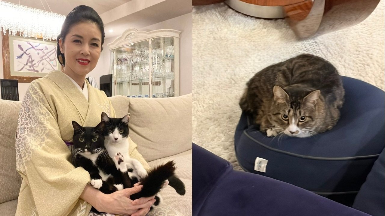 あやねこ ねこ 】藤あや子さんの保護猫じゃこ天 クッションを「強奪」 藤さん