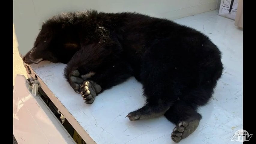 クマ】メスの成獣のツキノワグマ1頭を駆除 体長約1m・体重50kgほど
