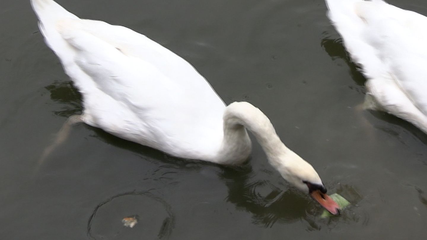 こんな食べ方なんだ！」岡山県早島町の公園が「白鳥2羽」を譲り受け
