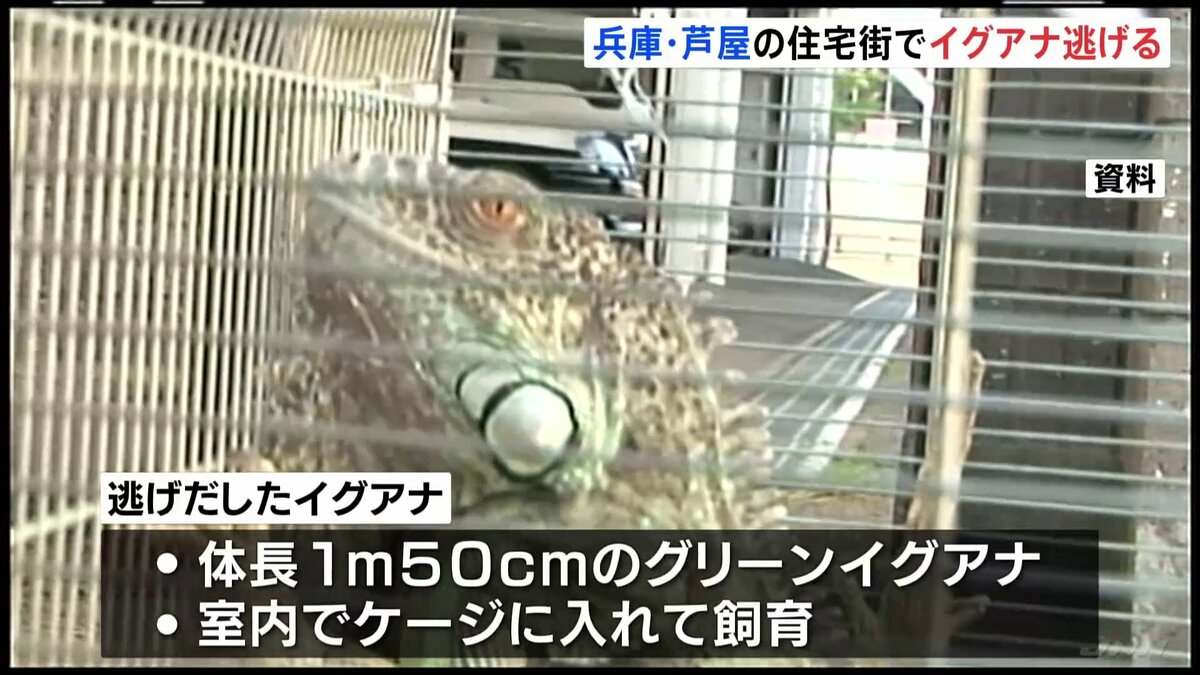 兵庫・芦屋の住宅街で体長1メートル50センチのグリーンイグアナが
