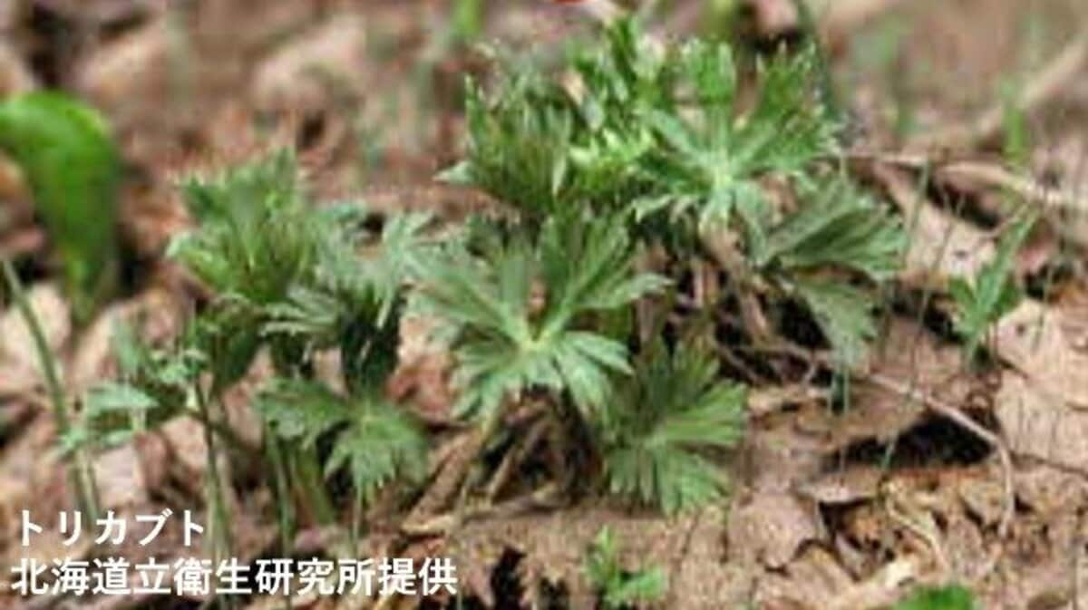 有毒植物のトリカブトを山菜のニリンソウと誤って食べた80代男性…約4時間後に死亡　一緒に食べた妻は回復　北海道胆振地方 | 北海道のニュース｜HBC北海道放送 (1ページ)