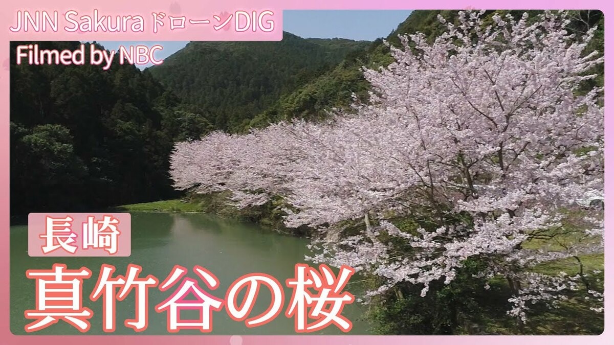リュウグウノツカイと桜吹雪 今年初めて見た桜吹雪 長崎県佐々町【JNN sakuraドローンDIG 2024
