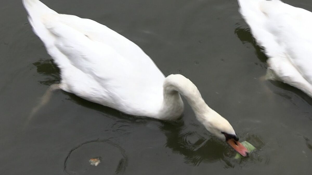 こんな食べ方なんだ！」岡山県早島町の公園が「白鳥2羽」を譲り受け