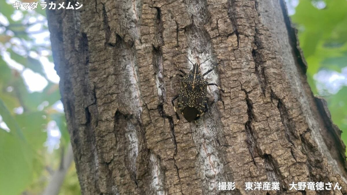 【外来種のキマダラカメムシ】「あなたの町には？」江戸時代に長崎で確認され、2000年代から日本各地で分布拡大　現在は関東地方などでも普通に…【画像閲覧注意】