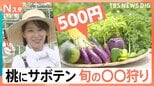 子どもも大人も夢中! 3個で元がとれる「桃狩り」、ワンコインで旬の「野菜狩り」、60種類から厳選「サボテン狩り」【Nスタ】|TBS NEWS DIG