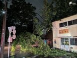 「木が倒れて道路がふさがれている」富士宮市の市道で倒木 道がふさがれ通行止めに＝静岡・富士宮市　|　静岡のニュース | SBSNEWS | 静岡放送