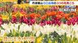 早咲きが見ごろ「ユリ園」開園 白・オレンジ・黄色…約60品種・10万本が優雅に咲く 兵庫・丹波篠山市|TBS NEWS DIG