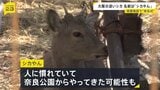 「シカやん」名前決定　奈良から来た？大阪市内に迷い込み捕獲されたシカ　引き取られた大阪府の温泉施設で命名式|TBS NEWS DIG