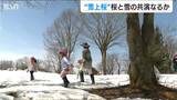 つぼみが開くのが先か、雪が消えるのが先か… お天道様のみぞ知る今年の『雪上桜』新潟県魚沼市|TBS NEWS DIG