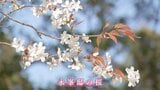19歳で戦死した長男想い育てた桜 神社で咲かせた可憐な花が平和の尊さを語りかける|TBS NEWS DIG