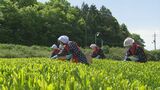 早乙女姿の女性たち　島根県出雲市で新茶初摘会　|　BSSニュース | BSS山陰放送