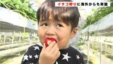 西島園芸団地のいちご狩りスタート　海外からも来園　高知・南国市|TBS NEWS DIG