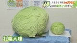 重さ10キロ以上の巨大キャベツ「札幌大球」を食べてみた!市役所食堂のメニューに登場「シャキシャキ感あって歯ごたえたっぷり」|TBS NEWS DIG