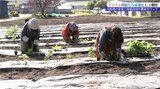 アマチャの生産量が全国で減る中 企業と農家が手を組み新たな産地を目指して植栽 岩手・陸前高田市|TBS NEWS DIG