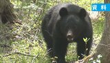 クマ出没「どこが危ない」が一目でわかるアプリ「けものおと」住民の目撃情報を蓄積して場所や写真を共有「危険エリア」に近づくとアラートも　|　SBC NEWS | 長野のニュース | SBC信越放送