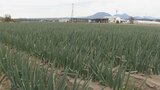 大分県産ネギ年間産出額100億円突破 県をあげた一大プロジェクトとは | 大分のニュース|OBS NEWS|大分放送