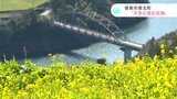 『天空の菜の花畑』黄色いじゅうたんとその向こうに見える物部川の競演（高知・香美市）|TBS NEWS DIG