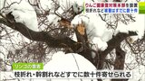 大雪は青森の『リンゴ』にも影響… 「枝折れ」や「幹が裂ける」など雪による被害がすでに数十件確認 県りんご協会が豪雪対策本部を設置「相当な被害があるのではと予測している」 | 青森のニュース│ATV NEWS│青森テレビ