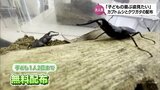 大反響!周りからは「カブトムシ係長!?」国富町役場が今年もカブトムシやクワガタを無料配布 | MRTニュース | MRT宮崎放送