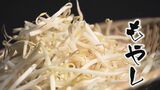 「もやし」物価の最後の砦に危機迫る!平均小売額31円なのに原料緑豆は3倍の高騰 「どうやって利益を?」「適正価格は何円?」もやし業者に話を聞くと|TBS NEWS DIG