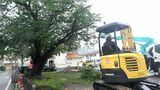 入学、卒業見守った中学校跡地のソメイヨシノ 枝の落下や倒木の危険あり伐採 住民が別れ惜しむ=静岡・河津町 | 静岡のニュース | SBSNEWS | 静岡放送