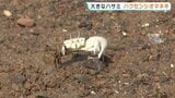 <潮を招いているようなカニ>海岸にぎわす「ハクセンシオマネキ」 干潟に30万匹 熊本・天草地方 | 熊本のニュース|RKK NEWS|RKK熊本放送