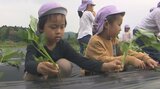 サツマイモ「べにはるか」 園児が苗植えを体験 大分 | 大分のニュース|OBS NEWS|大分放送