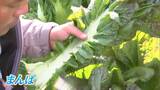香川県の郷土料理「まんばのけんちゃん」に欠かせない野菜 出荷最盛期|TBS NEWS DIG