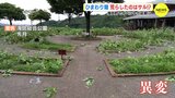 「初めは台風かと…」　サルに荒らされ ヒマワリ畑９割被害　迷路作るはずだったところで…|TBS NEWS DIG