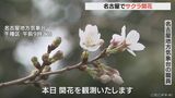 あと1週間ほどで満開…名古屋で17日にサクラ開花 平年より7日早く 統計開始以来の最速に並ぶ | 名古屋・愛知・岐阜・三重のニュース【CBC news】 | CBC web