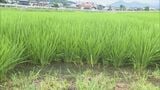 鳥取県西部で渇水深刻…田んぼも水不足「もう底、全然ないに等しい」 物価高、コメ価格の行方…農家の現状とは|TBS NEWS DIG
