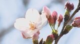 【速報】大分で桜の開花発表 | 大分のニュース|OBS NEWS|大分放送