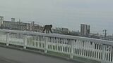 名古屋市内に出没のサル 今度は橋の欄干をノソノソと…ゆっくり歩く姿 警察が注意を呼びかけ|TBS NEWS DIG