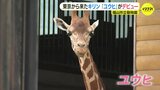 動物園のアイドルに アミメキリン「ユウヒ」がデビュー 広島・福山市立動物園|TBS NEWS DIG