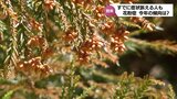 今年の花粉症は早い? 病院ではすでに患者もちらほら…発症してない人も注意 | MRTニュース | MRT宮崎放送