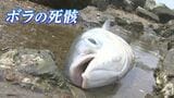 河口付近に大量の魚の死骸が ボラ300匹以上が浮かび 100匹以上が砂浜に…なぜ?? | 岡山・香川のニュース | 天気 | RSK山陽放送