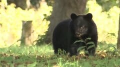 自衛隊も動く“災害級のクマ被害”　国主導の「新対策パッケージ」に求められる既存対策とのシナジー| TBS CROSS DIG with Bloomberg