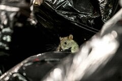 「ネズミ戦争」でNY市優勢、目撃件数は22%減少－ごみ対策が奏功| TBS CROSS DIG with Bloomberg