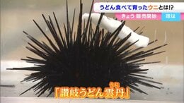 うどんを食べて育った「讃岐うどん雲丹」?!不思議な “食事シーン”をご覧あれ 水産科の高校生が飲食チェーンと共同研究し商品化【香川】|TBS NEWS DIG