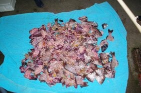 有毒なトラフグの内臓を含む”魚のアラ”を海に不法投棄か　漁業関係者など3人を書類送検　大阪・岬町|TBS NEWS DIG