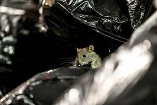 「ネズミ戦争」でNY市優勢、目撃件数は22%減少－ごみ対策が奏功| TBS CROSS DIG with Bloomberg
